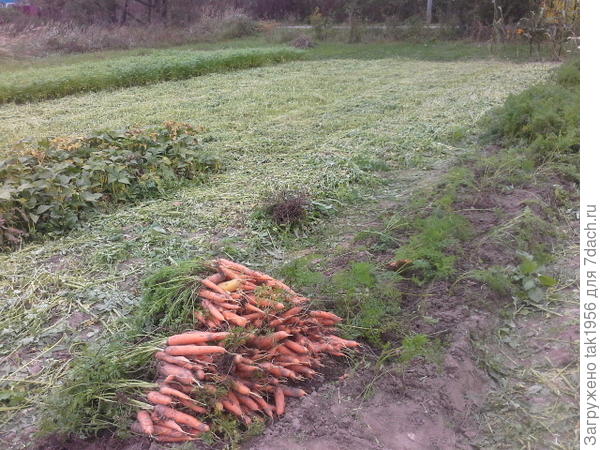 Урожай Нантской