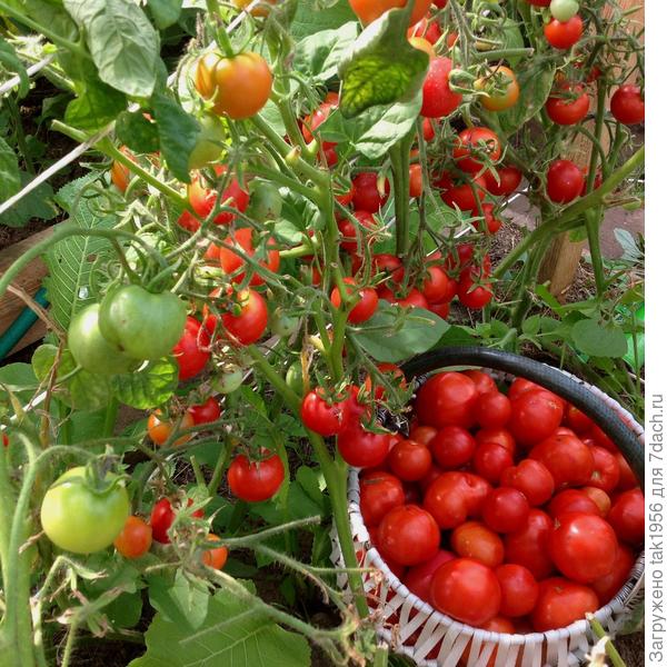 Балконное чудо в теплице.