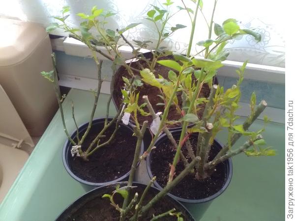 Розы из Оби по 129 руб.