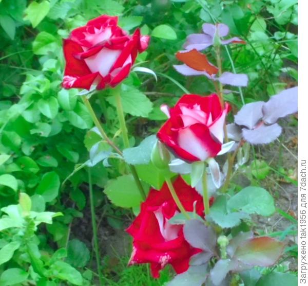 Розы для Марины Герасименко