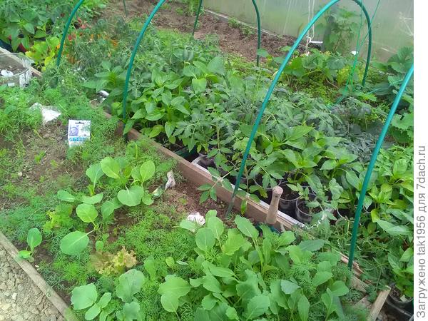 Пора высаживать рассаду, она шикарно чувствует себя теплице