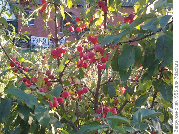 Красавица-китайка