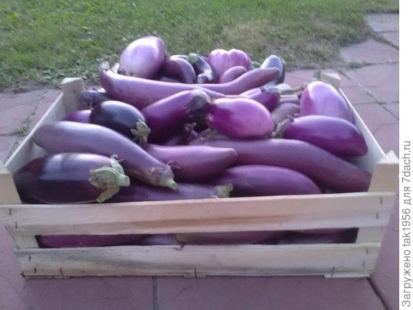 Первый урожай