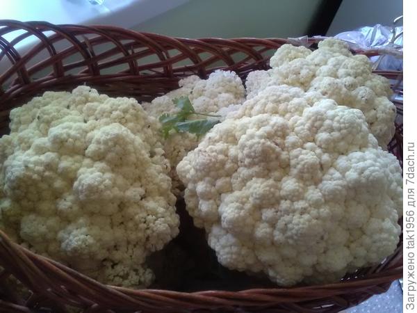 Цветная капуста