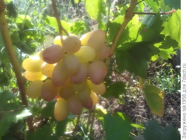 Преображение