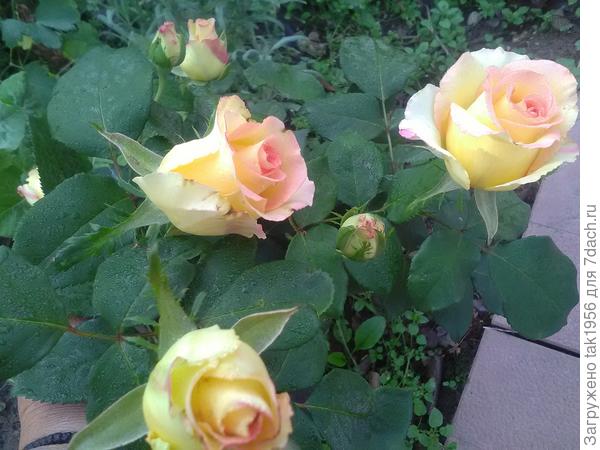 Любимый сорт