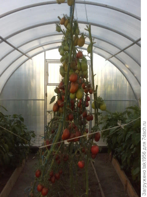 Де Барао Чёрный в сентябре. Спеют в кистях неравномерно, поэтому убираются с 1 июля частями, постепенно