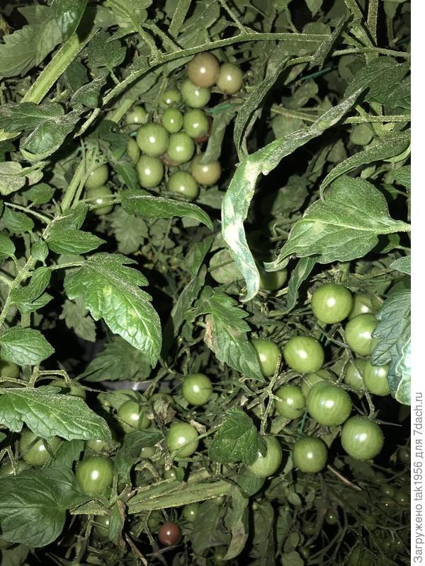 Остатки в конце октября, на улице уже заморозки. Собранные зелёными спели до декабря и не портились