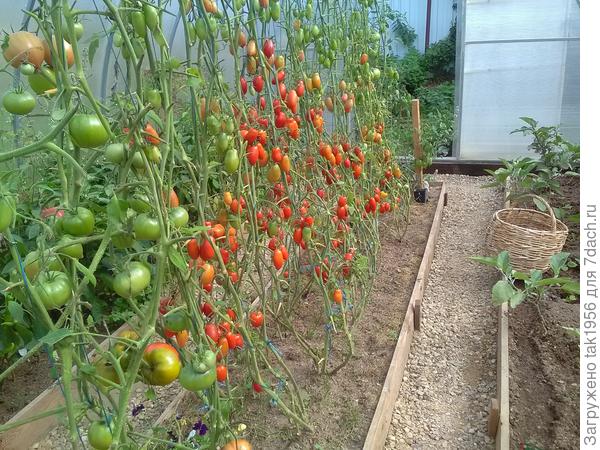 А так выглядят в это время остатки на остальных, простых высокорослых томатах