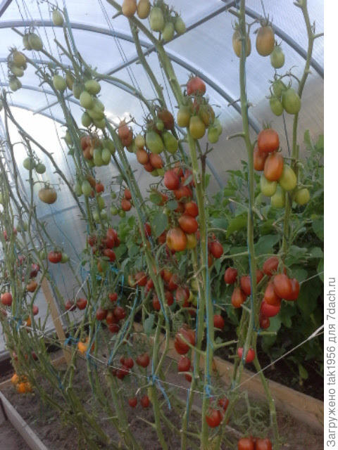 Вот так выглядят кусты в сентябре, болеть нечему....