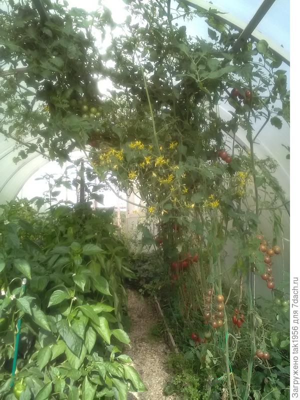 Черри Черный Шоколад, в сентябре.