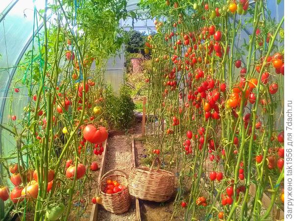 Вот 25 августа, листья ещё на макушках...