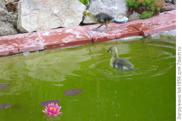 Подростки...