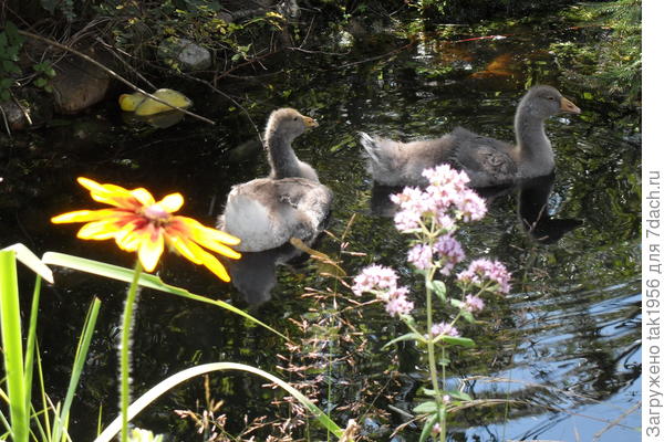 В середине короткой жизни...