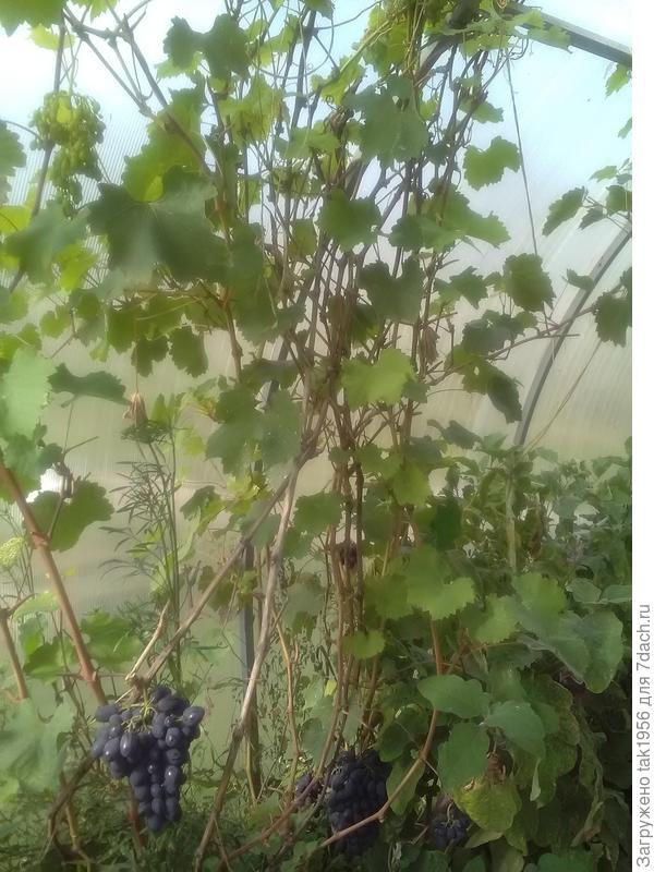 Внизу остатки первого урожая, а в левом верхнем углу кисть на пасынке. На фото середина сентября, к концу октября созрело несколько таких кистей.