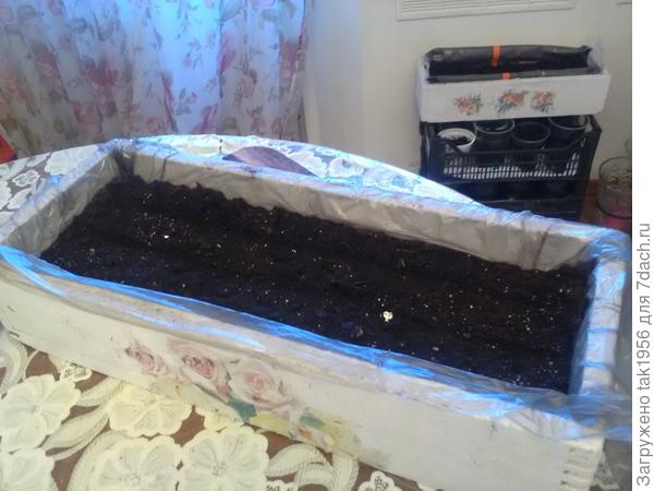 Будущие баклажаны