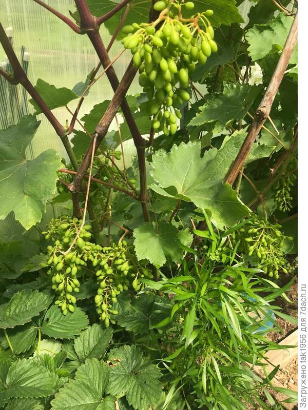 В этой теплице.  А на улице тоже только зацветает.