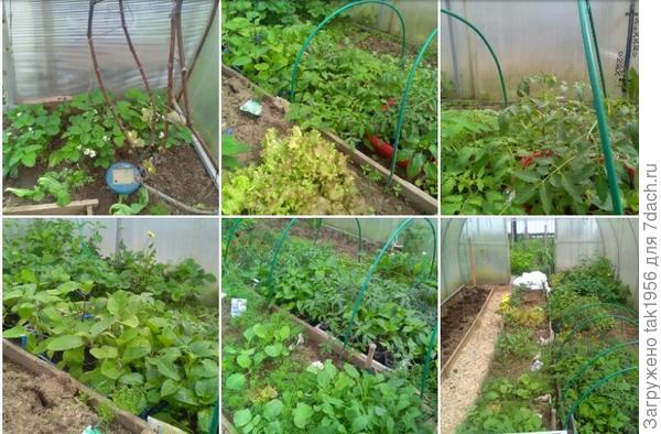 А так, что только я весной там не сажаю! И рассаду закаляю