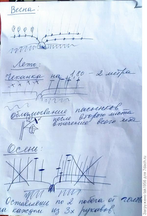 Схема формирования куста.