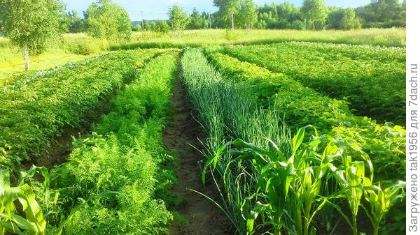 Не правда ли?