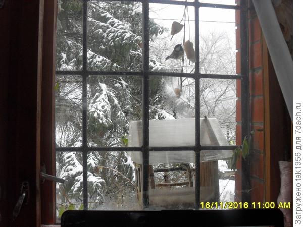 А в городе ведь не долезут... Может, сало синички сами унесли?