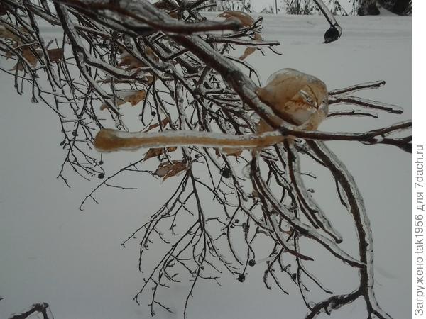 Ледяная улитка, ноябрь 2016