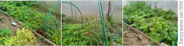 Вот такая она в проходе теплицы перед высадкой,  конец апреля- начало мая.