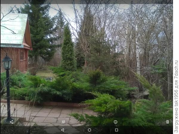 Она в прошлом году, среди можжевельников.