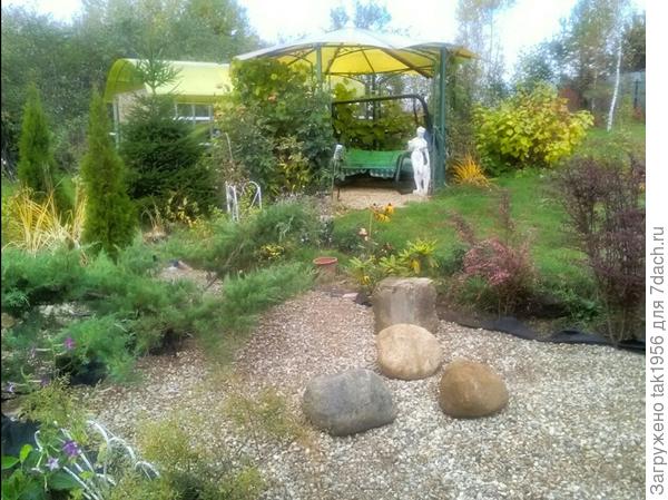 Ближнюю я весной немного сформировала, она при  посадке была меньше подружки и болела сначала. А теперь догнала соседку.