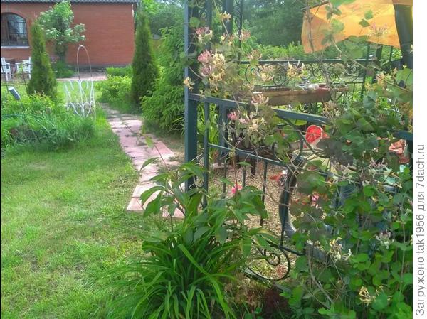 Этим по 5 лет, растут на пригорке, сухом и солнечном.