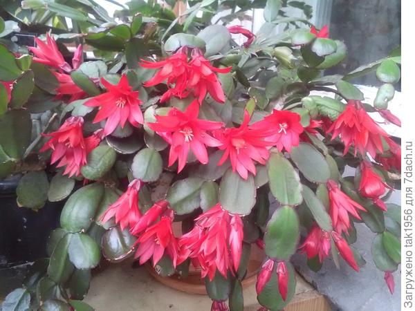 Люся! Вот такой яркой жизни!