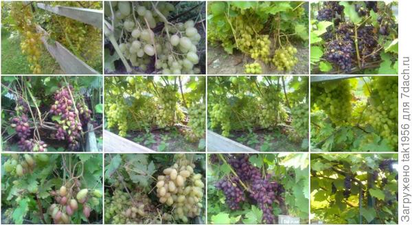 На кустах в августе