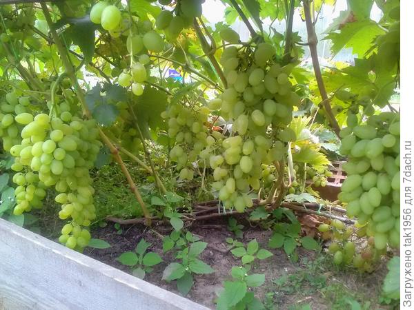 Восторг Богатяновский, надёжный, вкусный, ранний, не болеет..