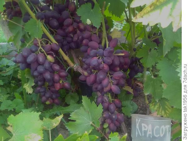 Красотка на улице. Разве можно её разлюбить? С каждым годом все слаще и обильнее.