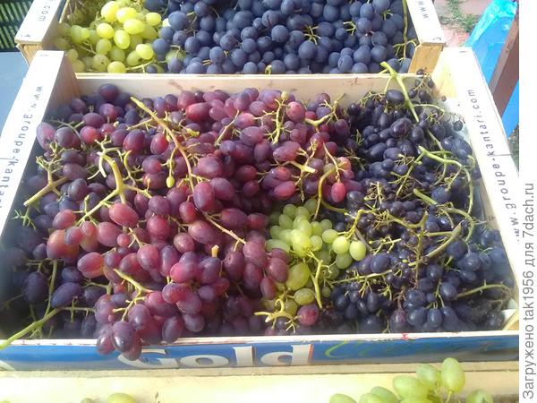 2019. Красотка и Агат Донской ближе, Восторг и Кодрянка дальше