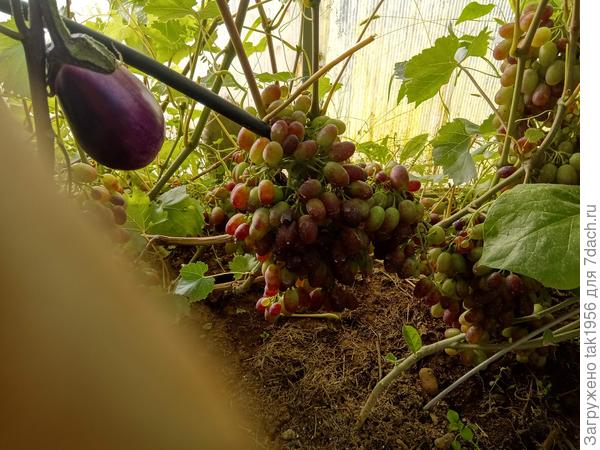 Баклажаны рядом с Кодрянкой