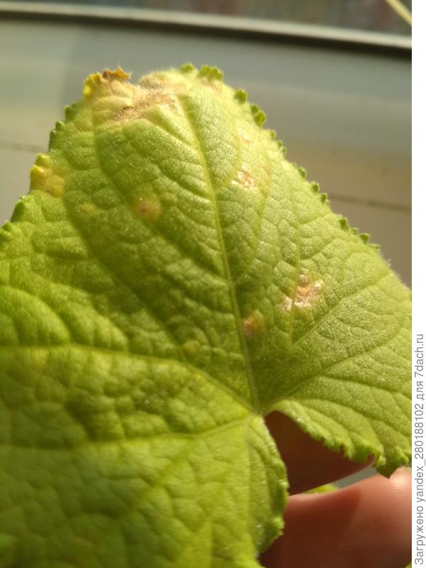 Огуречный лист