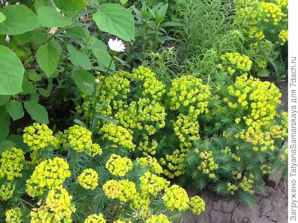 Молочай кипарисовый