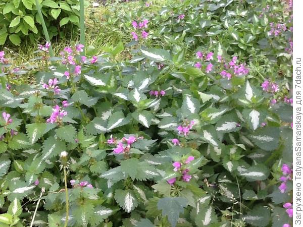 Не знаю названия, просто красотульки.