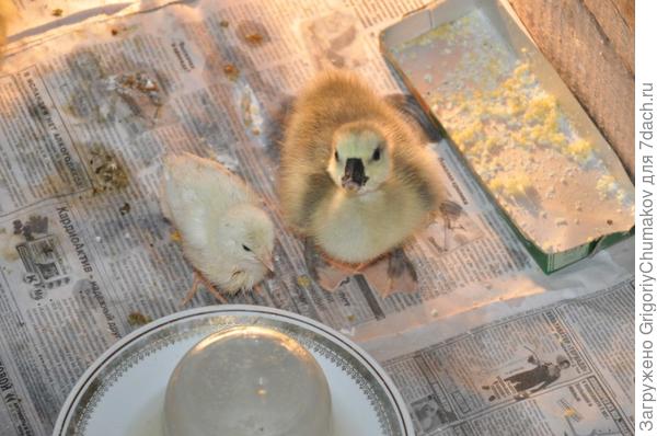 Разные нации :)