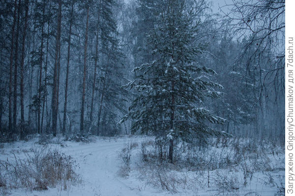 лес возле дачи