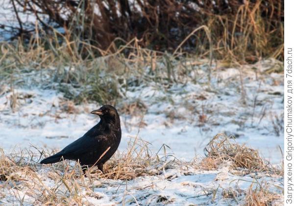 Ворона вездесущая :)