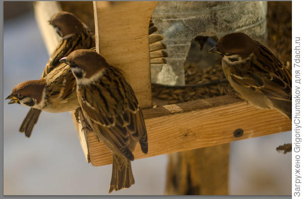 Наши артисты