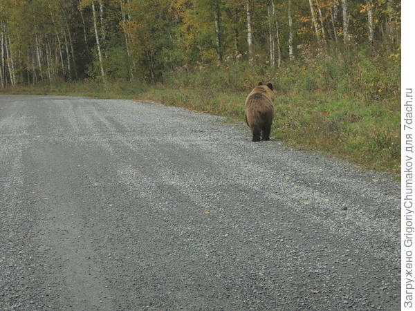медведь уходит
