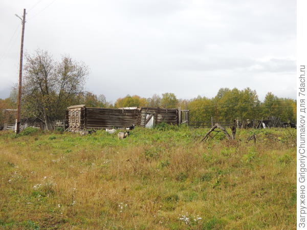 опять нет дома только козы