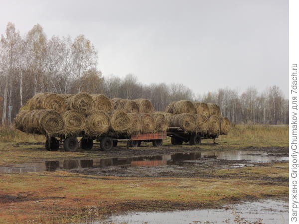 вместо зановеса