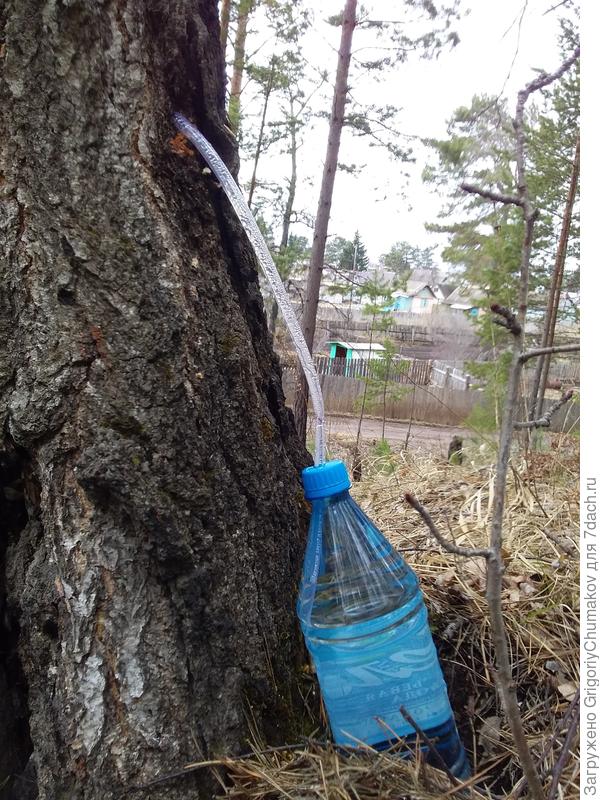 Сбор берёзового сока