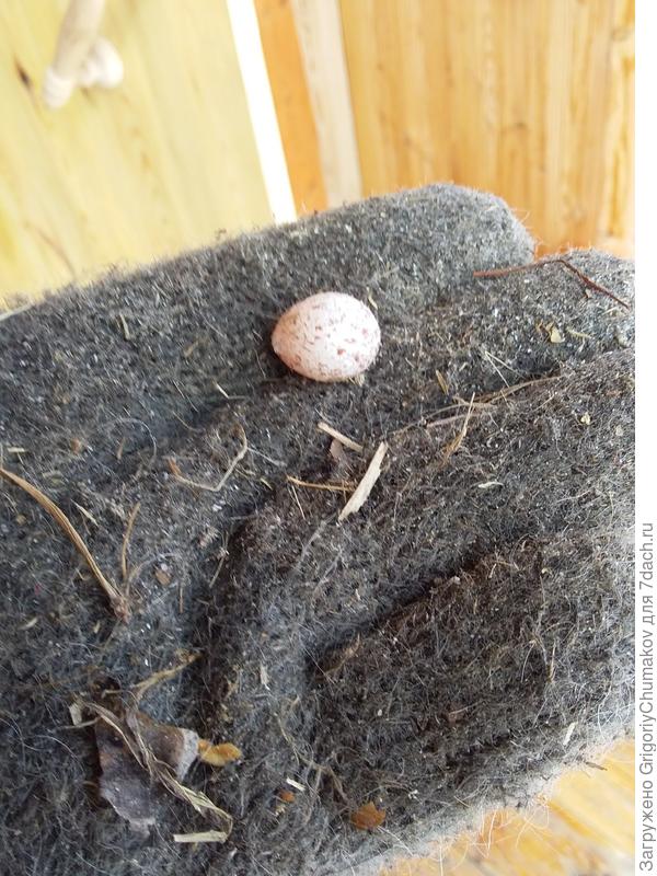 неизвестное яйцо