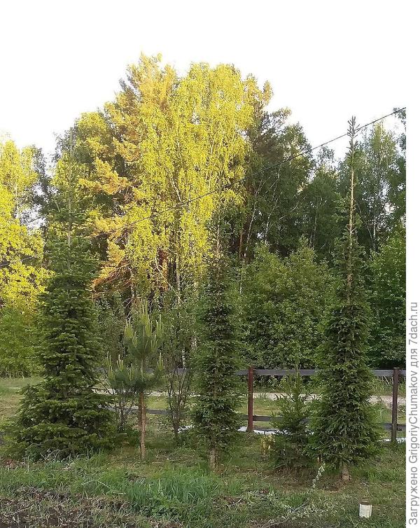 подрезанные ёлки