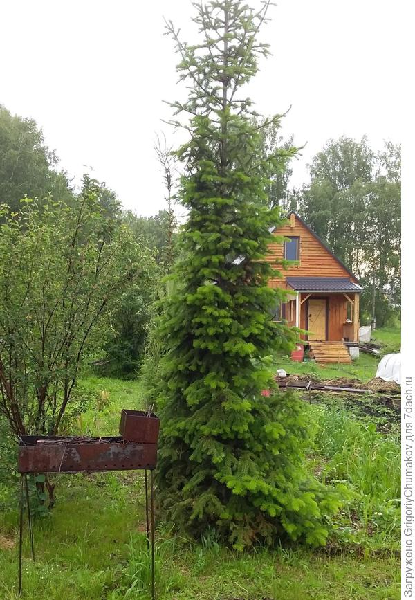 пихта подстрижена для прохода